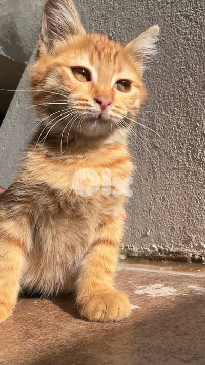ginger