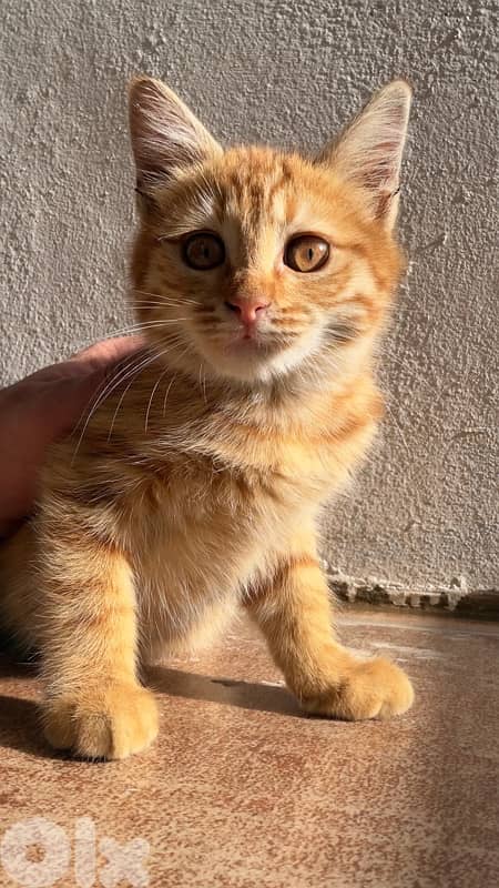ginger 1