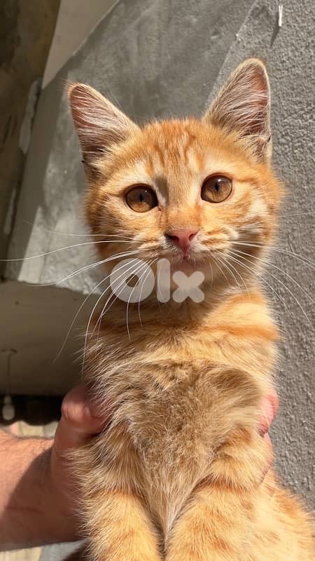 ginger 2