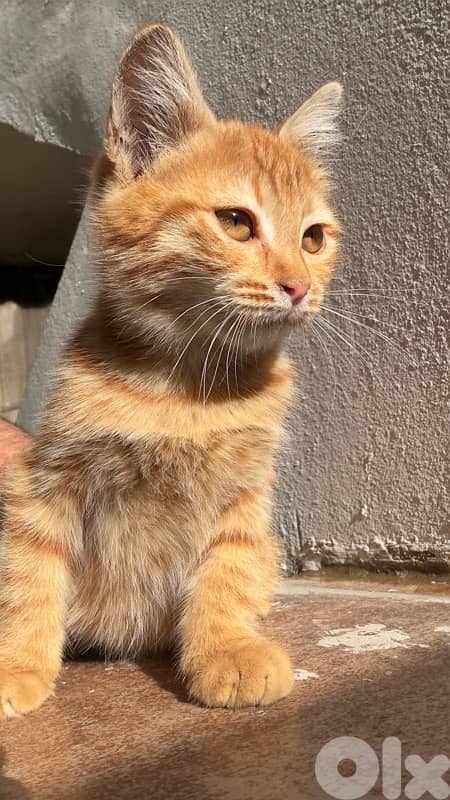 ginger 3