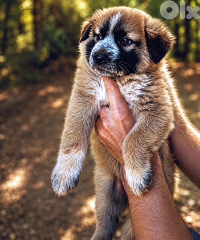Male German Malinois Shepherd LONG hair BIG size