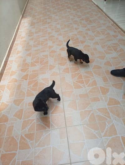 2 dogs puppy 1 female and 2 male