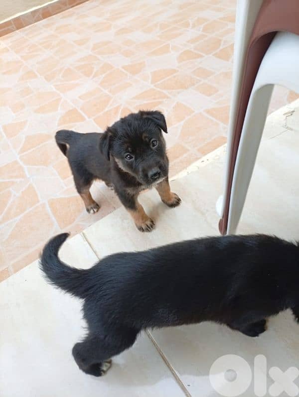 2 dogs puppy 1 female and 2 male 1