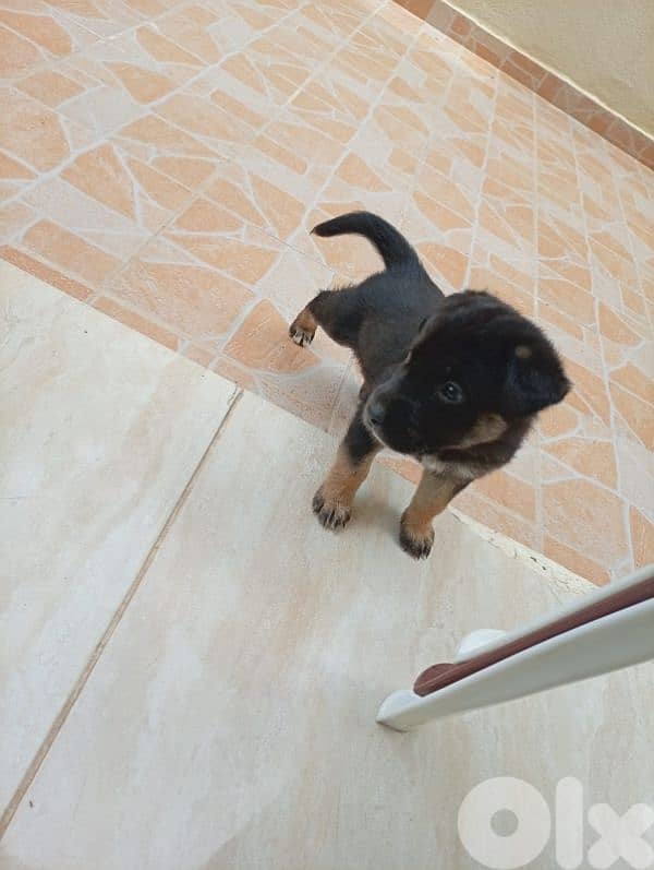 2 dogs puppy 1 female and 2 male 2