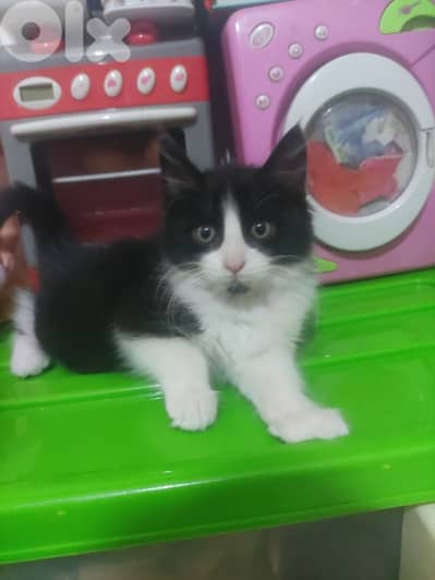 tuxedo kitten very clean