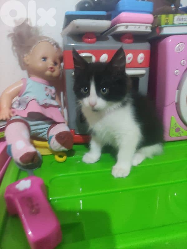 tuxedo kitten very clean 1