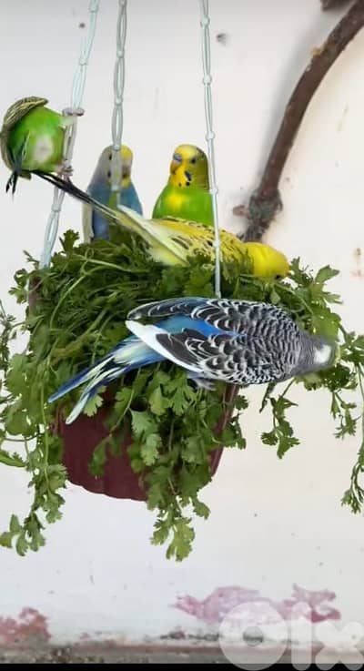 colorful birds 1 for