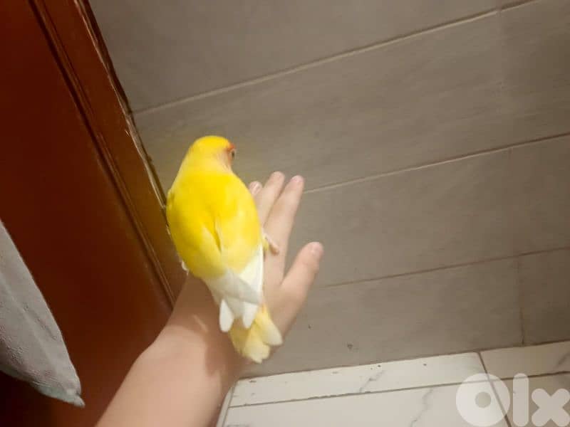 love birds 2