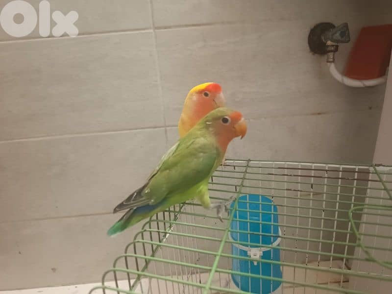 love birds 3