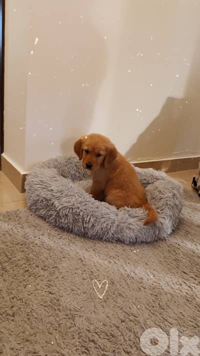 Golden retriever puppy pure gold