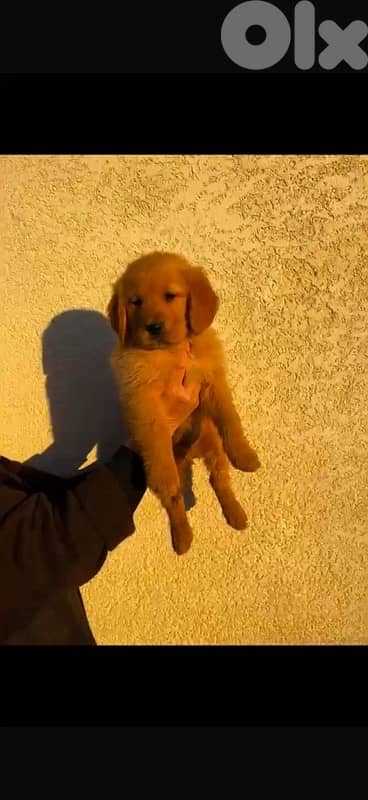 Golden retriever puppy pure gold 1