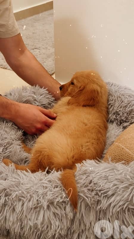 Golden retriever puppy pure gold 2