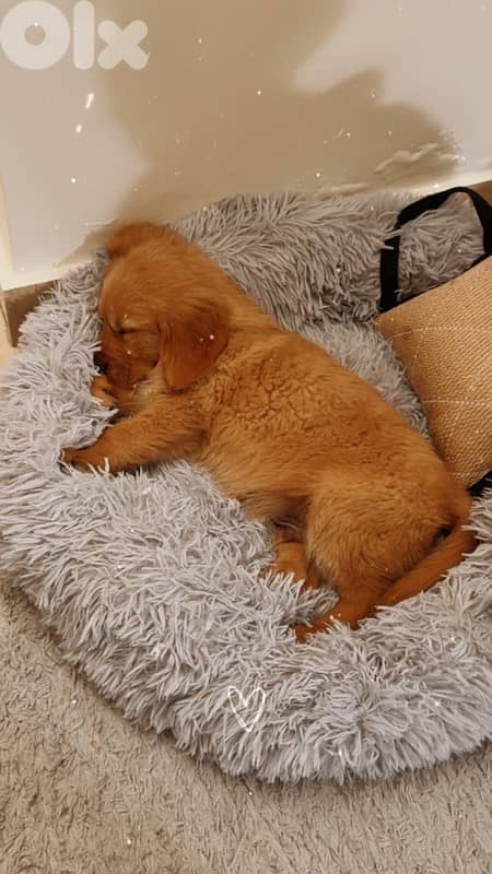 Golden retriever puppy pure gold 3