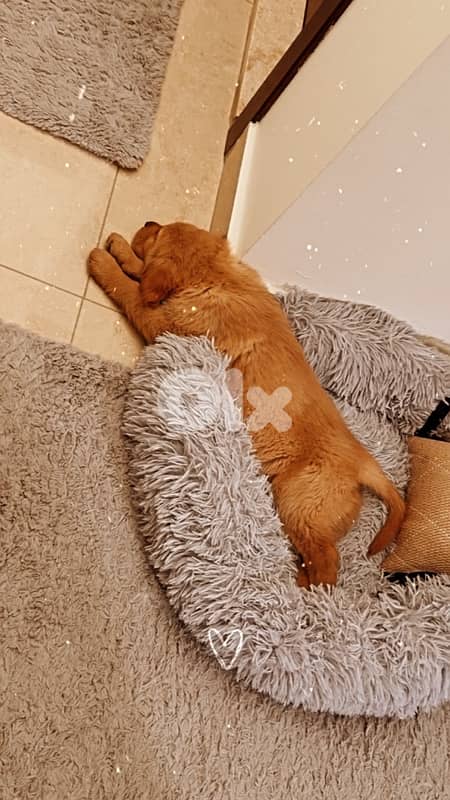 Golden retriever puppy pure gold 4