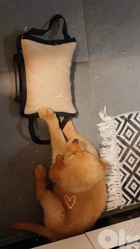 Golden retriever puppy pure gold 5