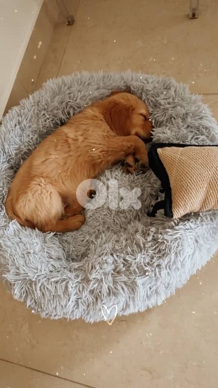 Golden retriever puppy pure gold 6