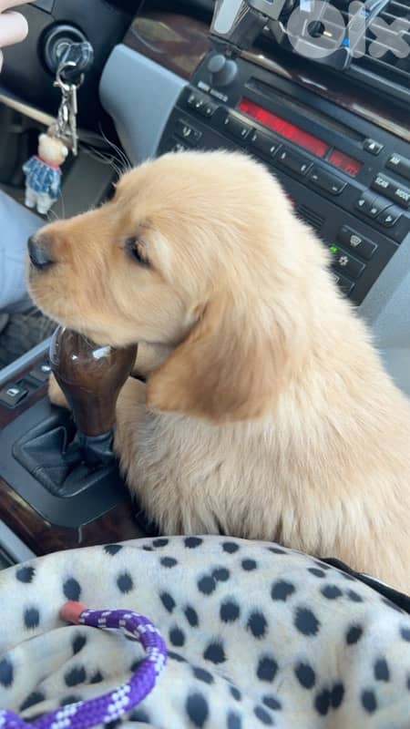 Golden retriever puppy pure gold 7