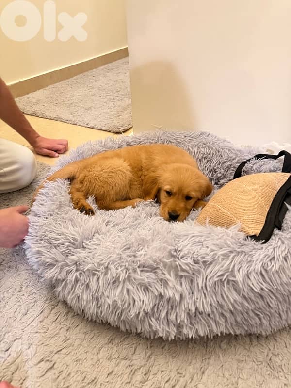 Golden retriever puppy pure gold 8