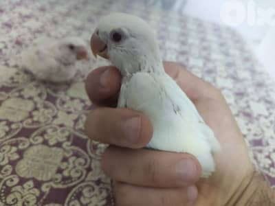 روز للتزقيم
