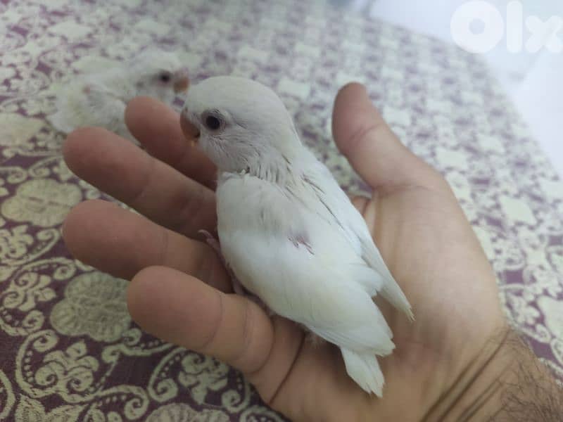 روز للتزقيم 5