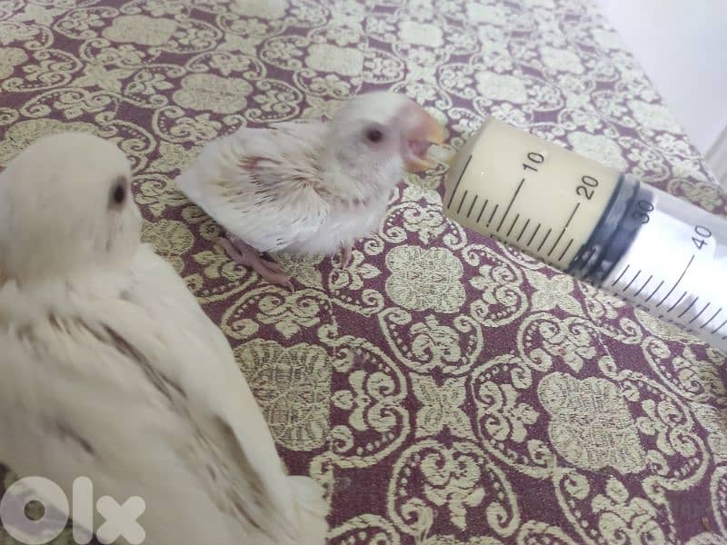 روز للتزقيم 6