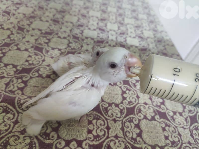 روز للتزقيم 7