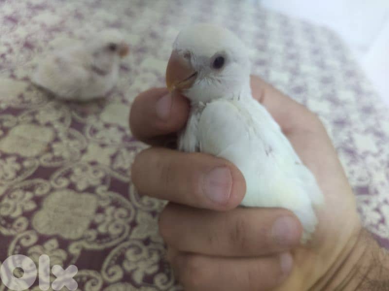 روز للتزقيم 8