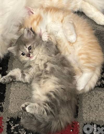 persian mix kitten