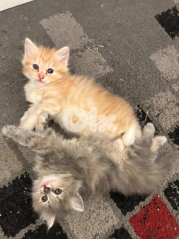 persian mix kitten 1