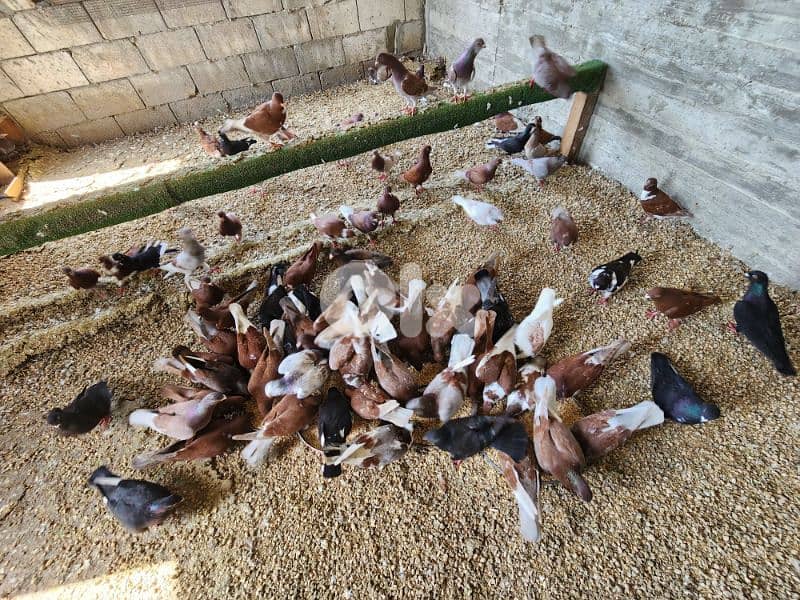 pigeons حمام 1