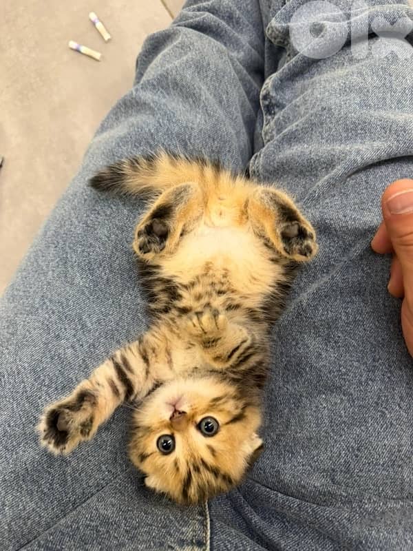 gold kitten whtsp  70485808 3