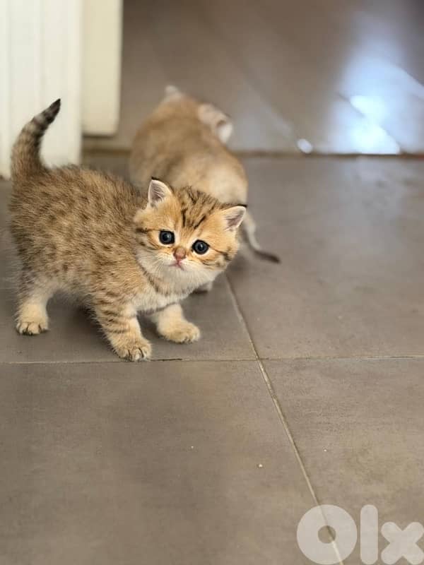 gold kitten whtsp  70485808 6