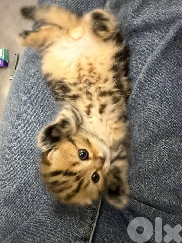gold kitten whtsp  70485808 7