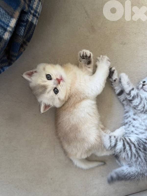 gold kitten whtsp  70485808 8