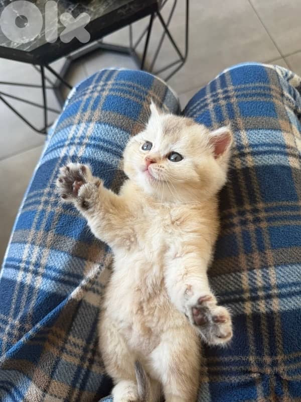 gold kitten whtsp  70485808 9