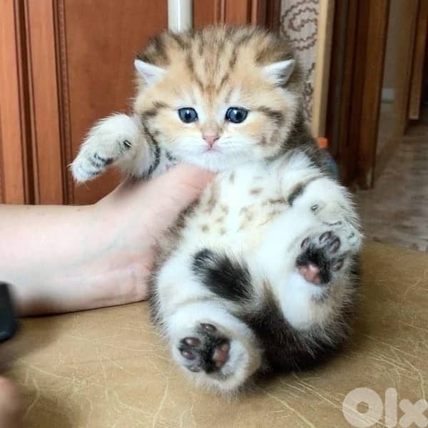 gold kitten whtsp  70485808 12