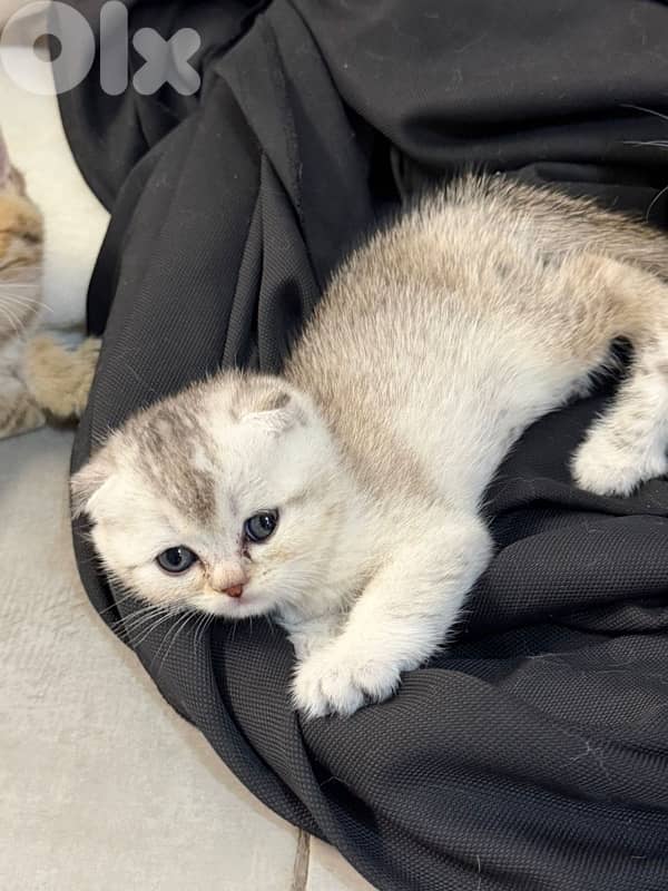gold kitten whtsp  70485808 13