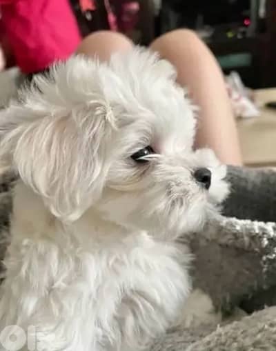 Cute & small Bichon puppies available