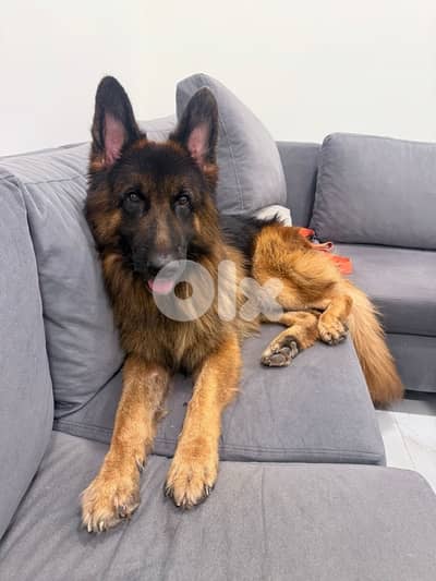 german shepard long hair