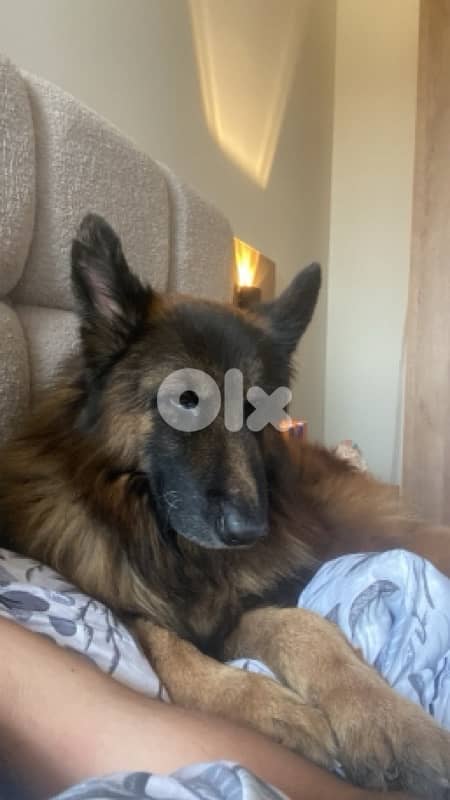 german shepard long hair 1