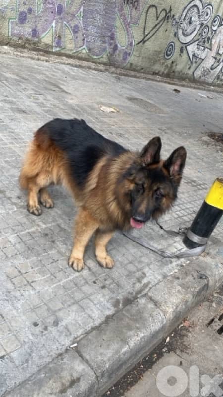 german shepard long hair 2