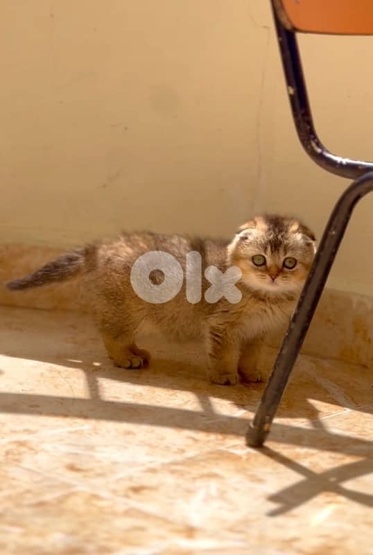 golden chinchilla 1
