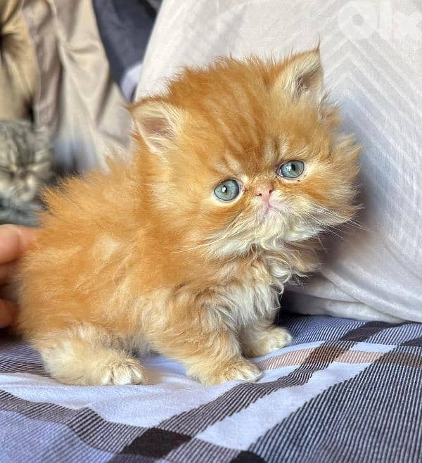 4 kittens for sale 1
