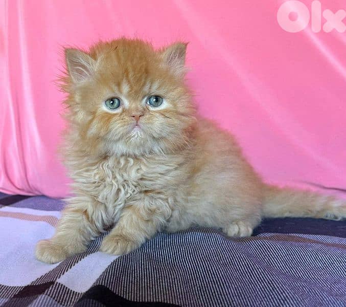 4 kittens for sale 2