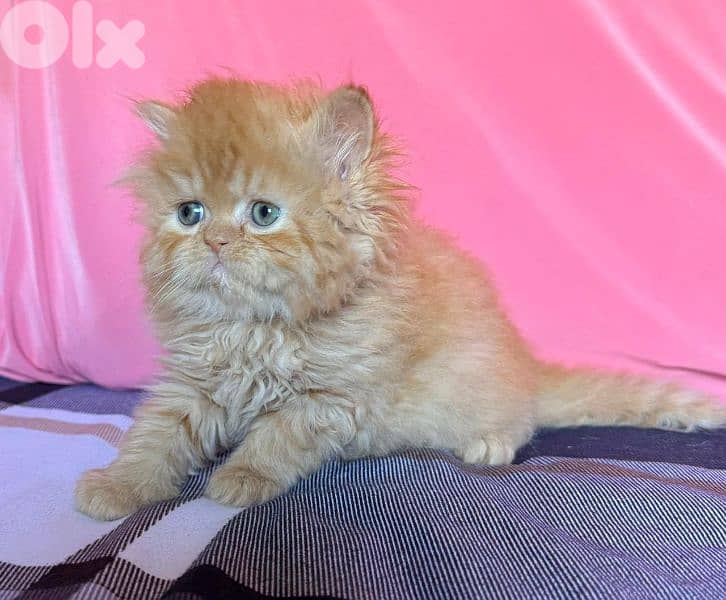 4 kittens for sale 3