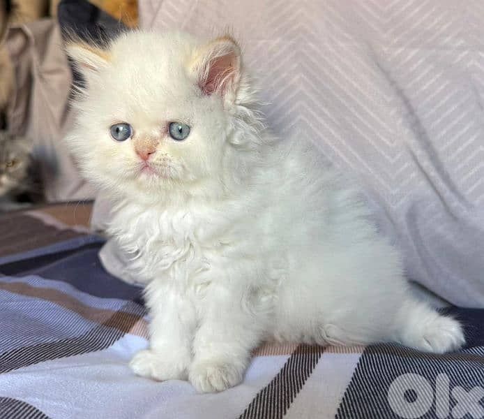 4 kittens for sale 4