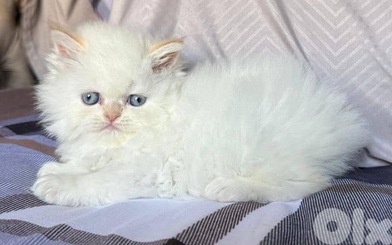 4 kittens for sale 5