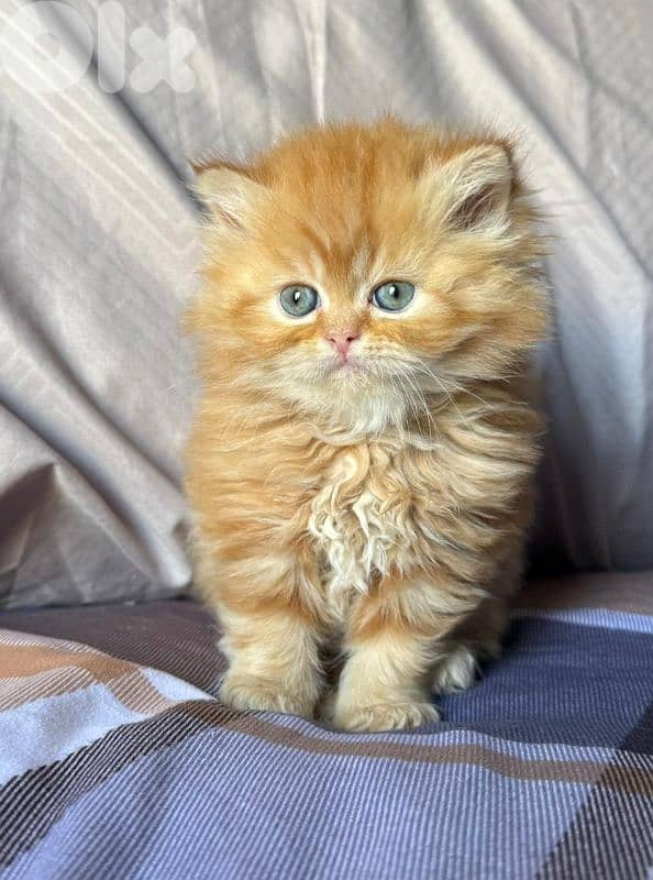 4 kittens for sale 6