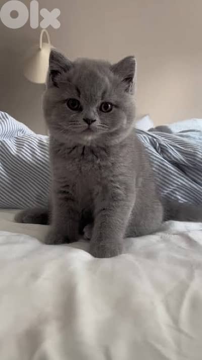 British male kitten 50$  age: 1 month