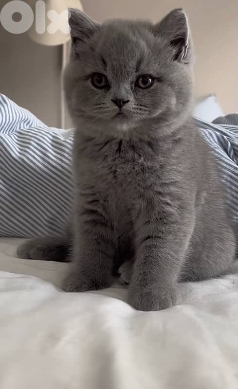 British male kitten 50$  age: 1 month 1